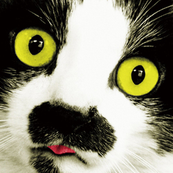 71p1hVlfV7L._AA1000_